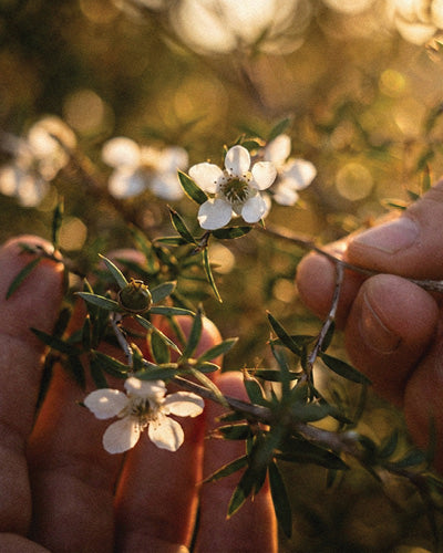 Close-up of a hand holding a branch with small white flowers and green leaves.