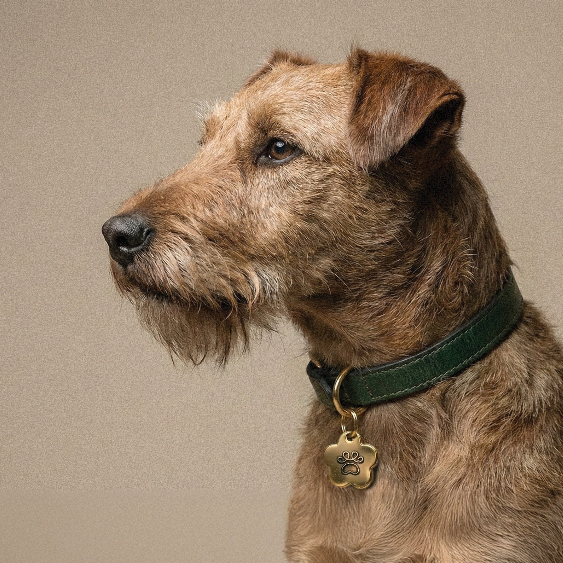 Dog wearing a green collar with a gold tag on a beige background