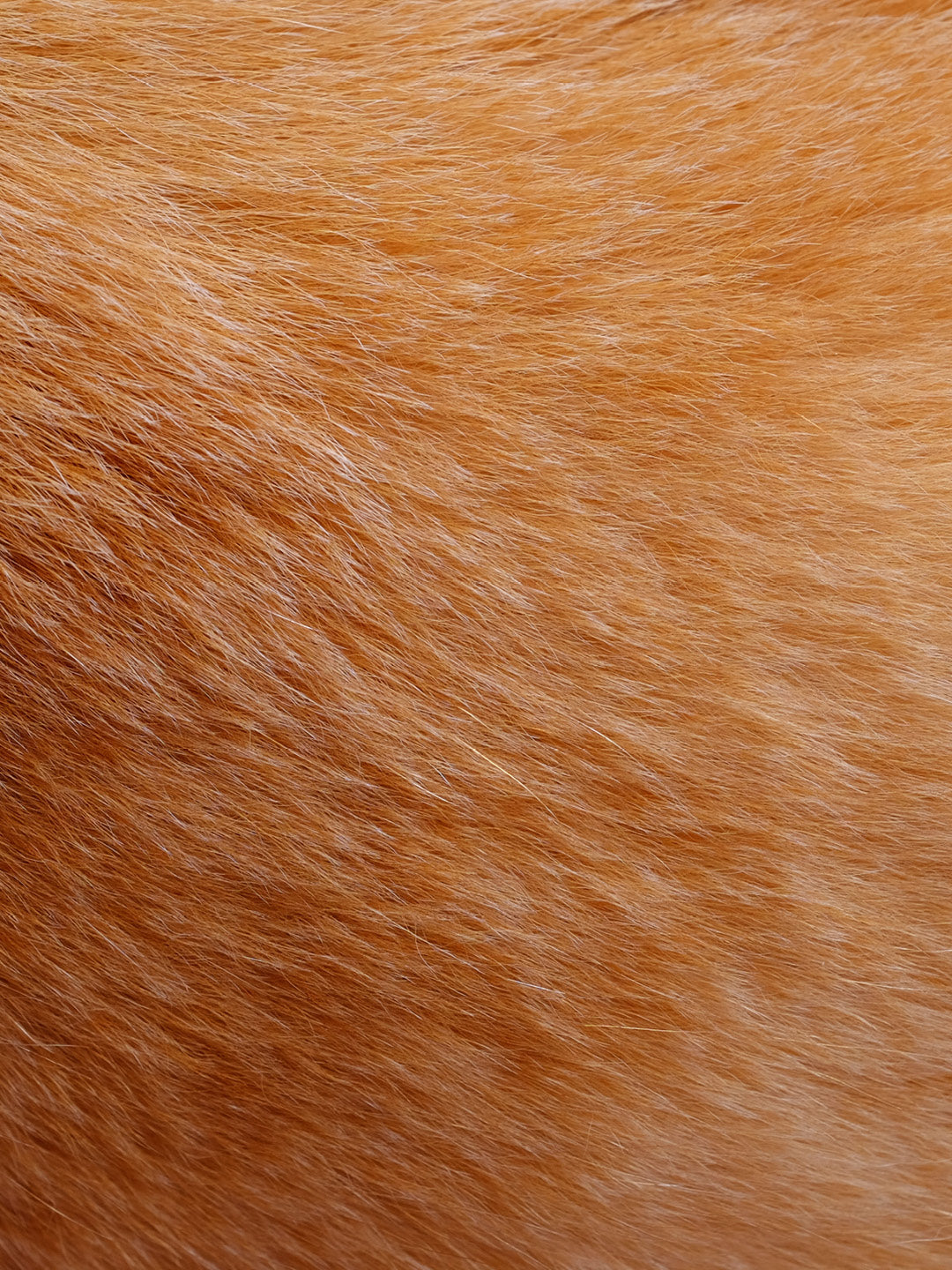 Close-up of brown fur texture