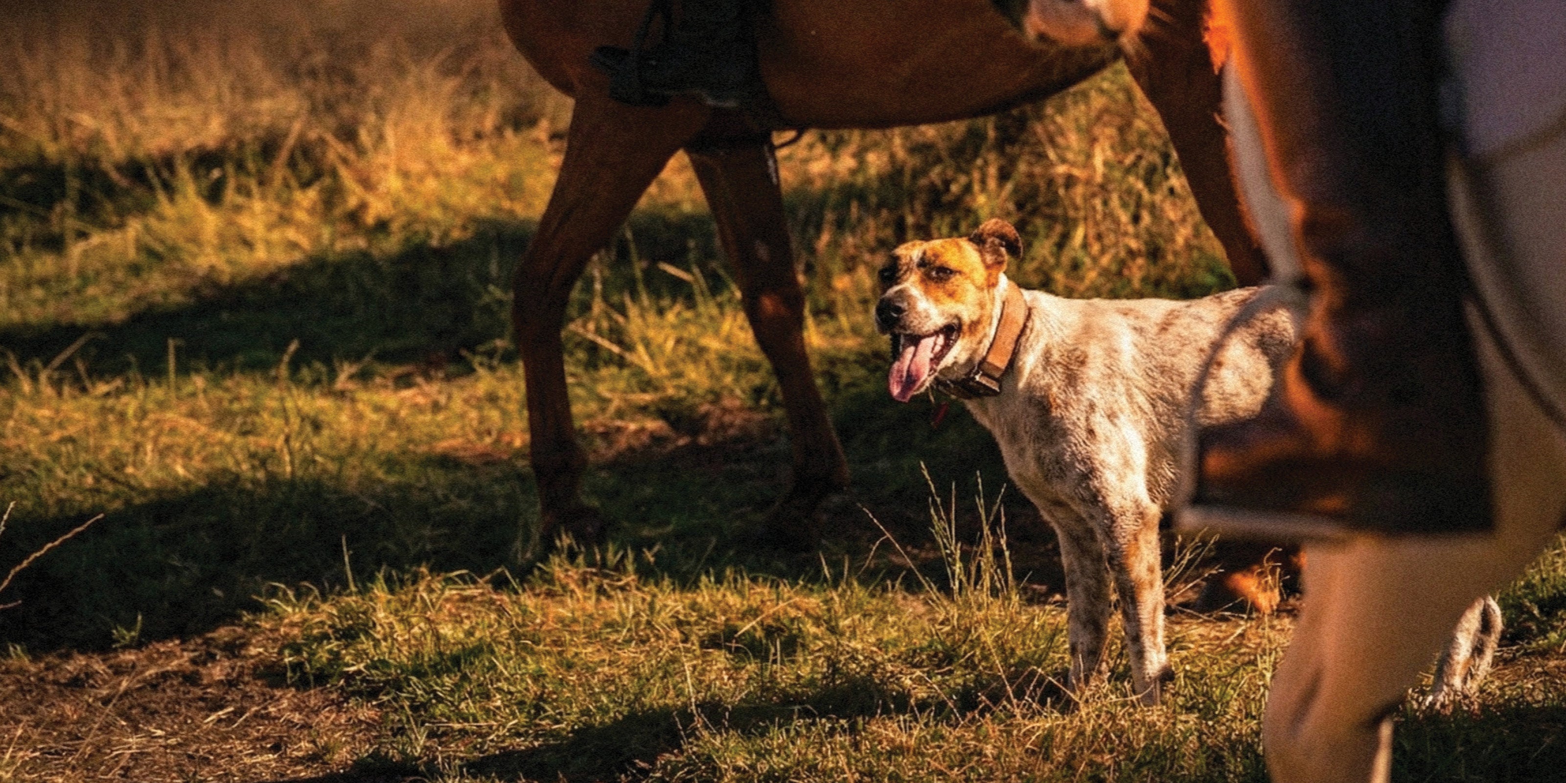 Dog standing in a field with a horse in the background