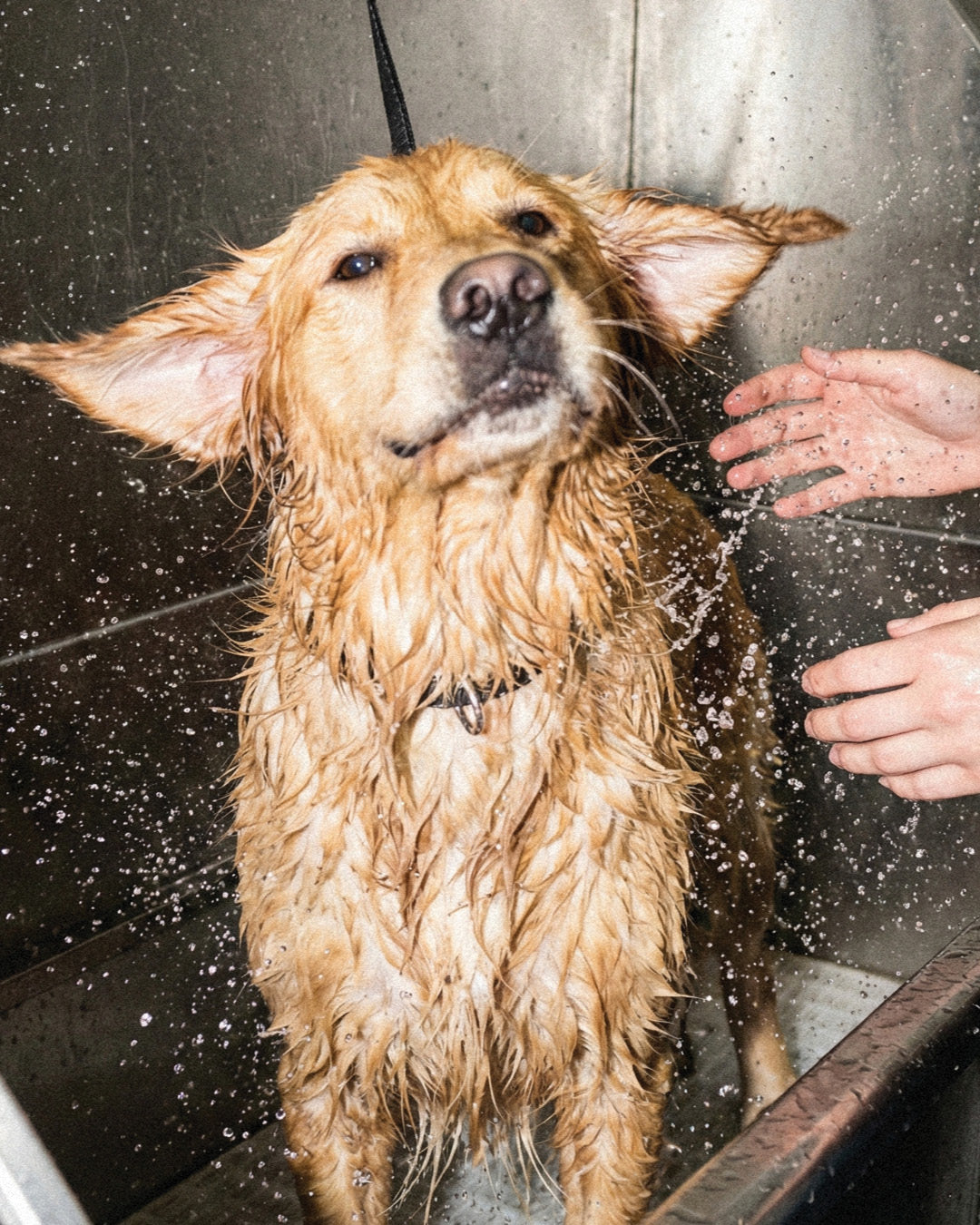 Nourishing Shampoo