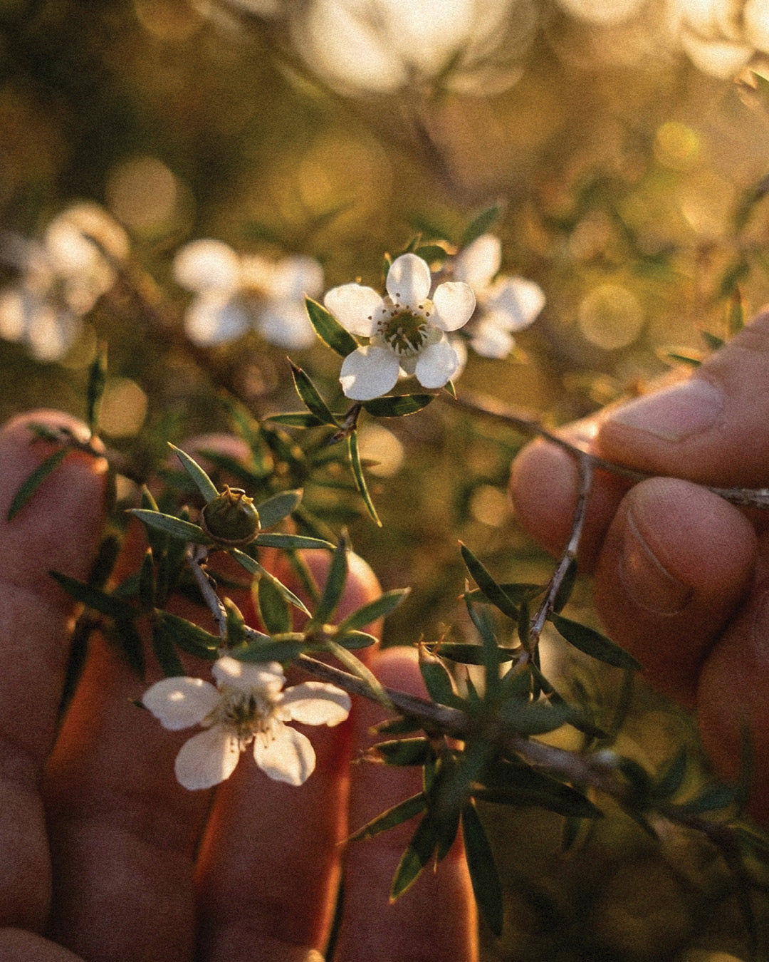 Hands holding Manuka flowers