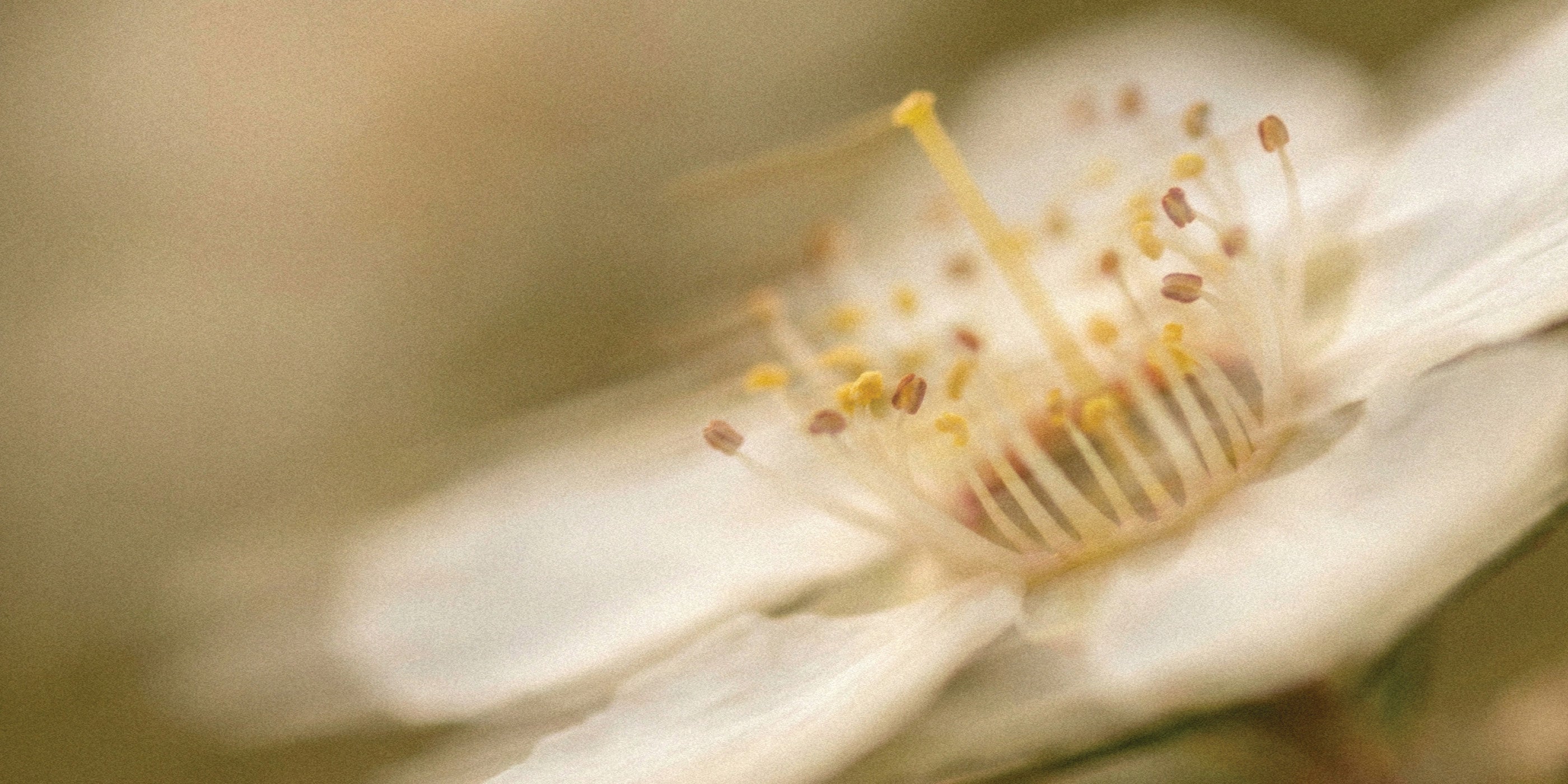 Close-up of a flower's stamen and pistil with a soft focus background
