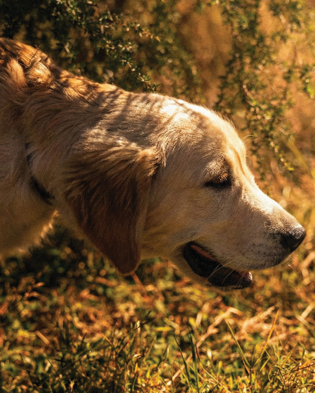 Dog lying on grass with a blurred natural background