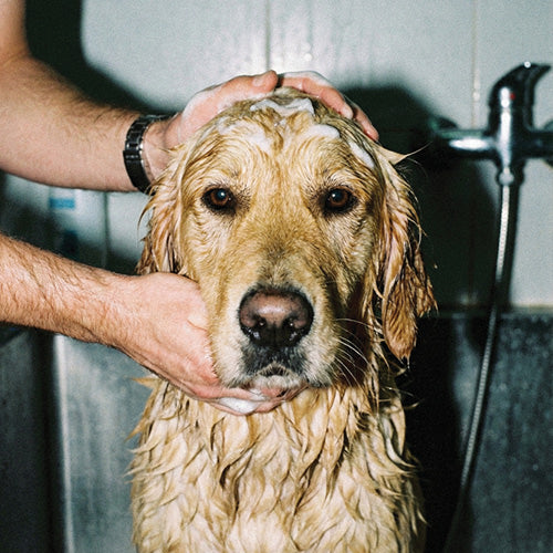 Dog being bathed with a person's hands on its head, in a bathroom setting.