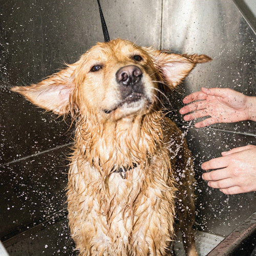 Dog being bathed with water droplets around, in a shower setting.