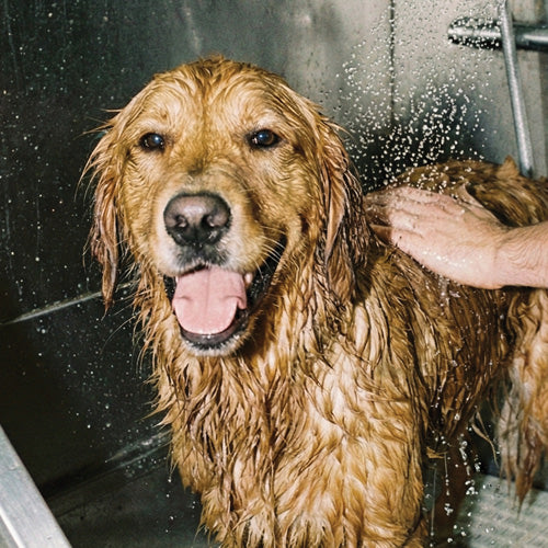 Dog being bathed with water droplets around, showing a close-up of the dog's face.