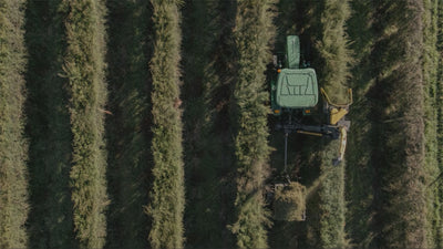 Tractor harvesting Manuka flowers during a sunny evening